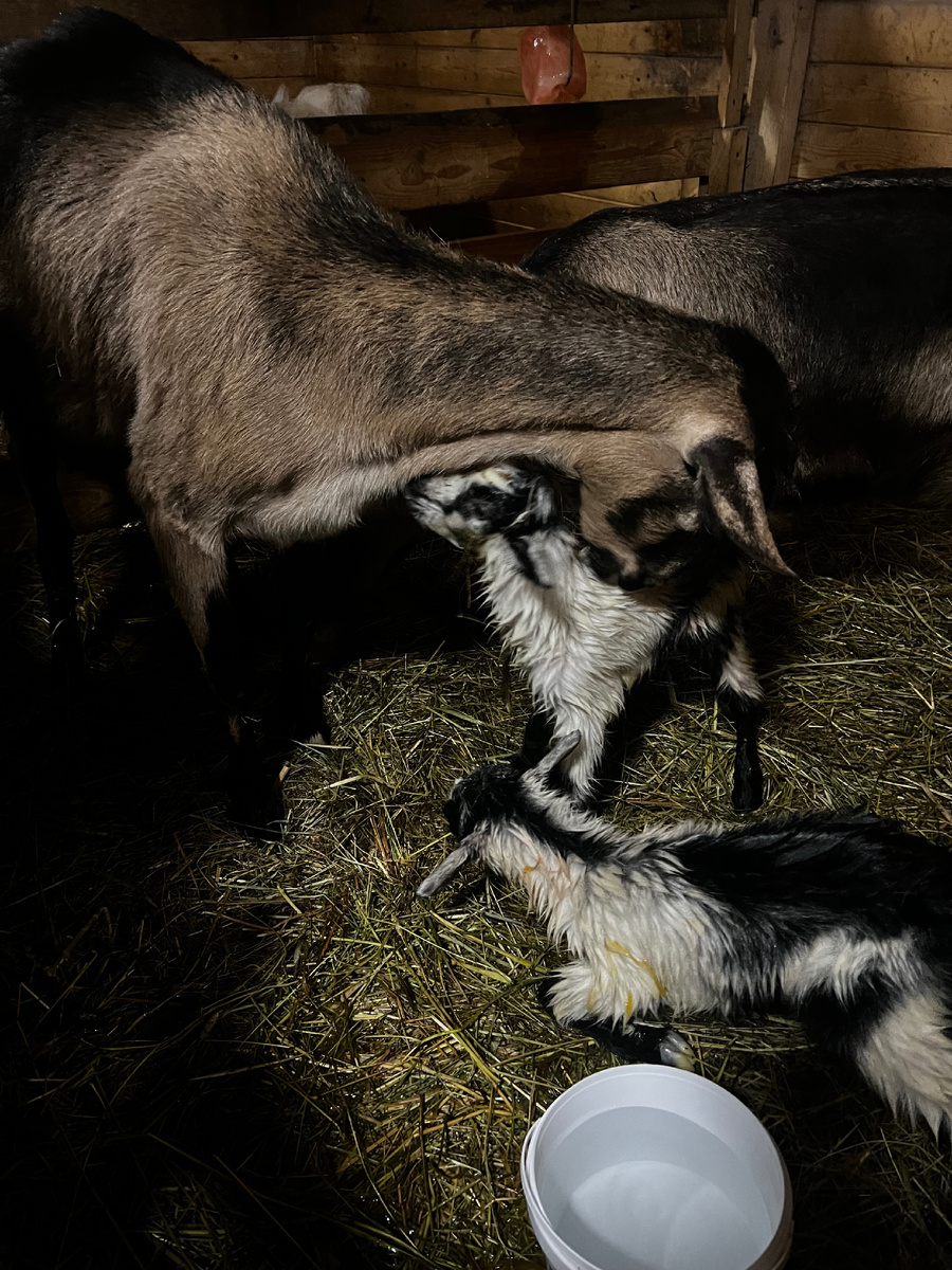 Коза Тара с новорожденными козликами
