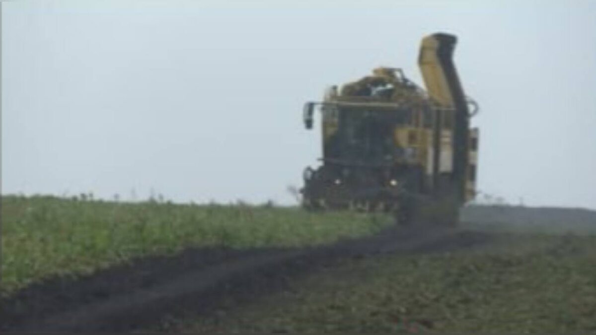    Аграрии ставят перед собой задачу полностью перейти на отечественные семена