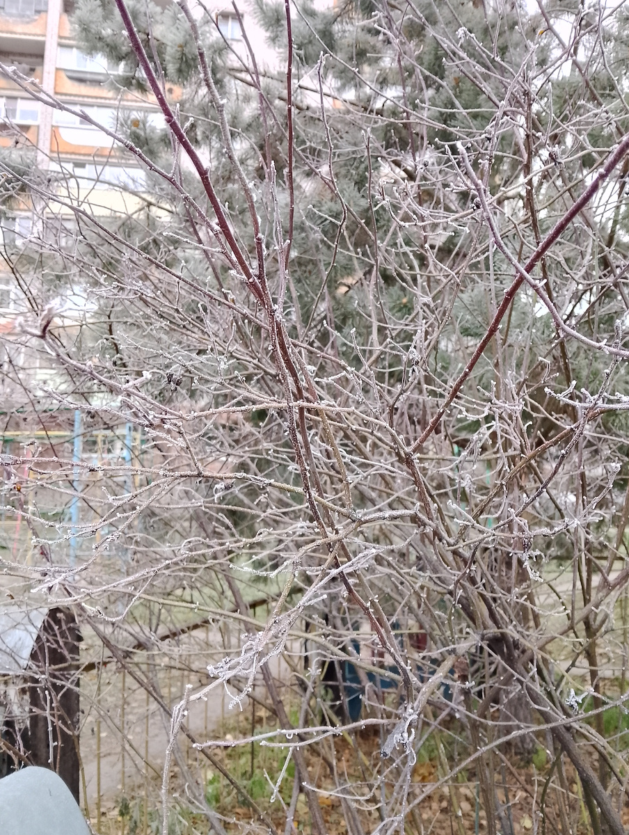 На улице было очень красиво - всё в инете, фото автора 