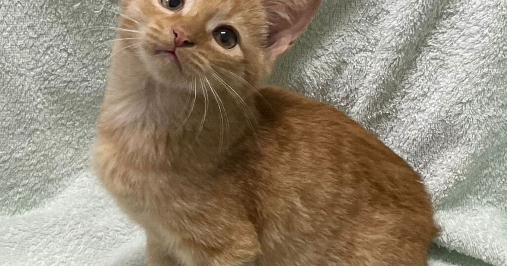 Маленького рыжего котенка нашли на улице. Срочный поиск дома!