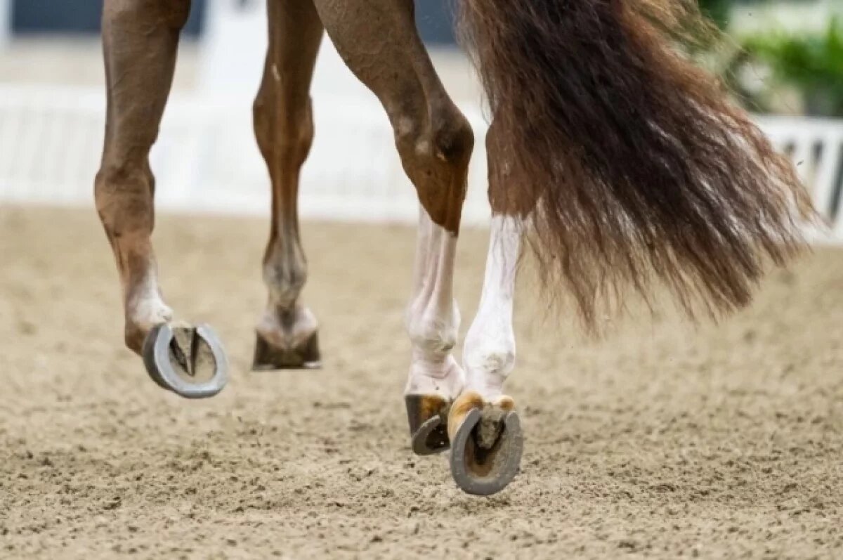    VRT News: в Бельгии наездница погибла от удара лошади