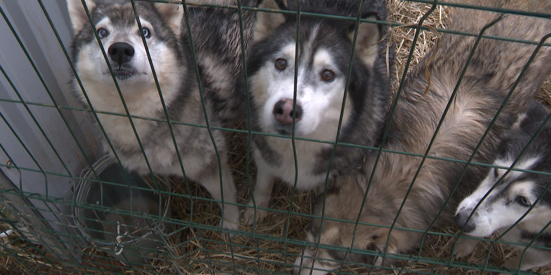 В Волгограде больше 1000 бездомных собак и кошек могут остаться зимой без отопления