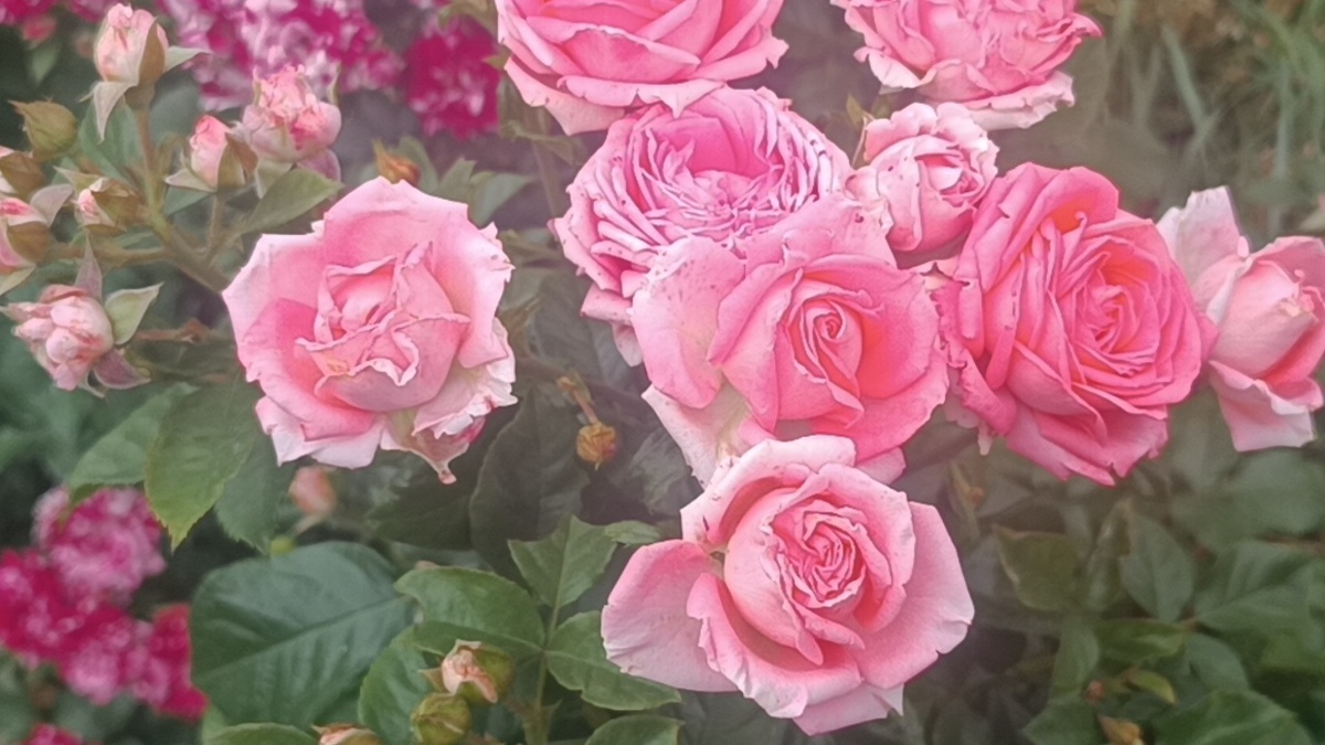 Барбадос (Barbados).