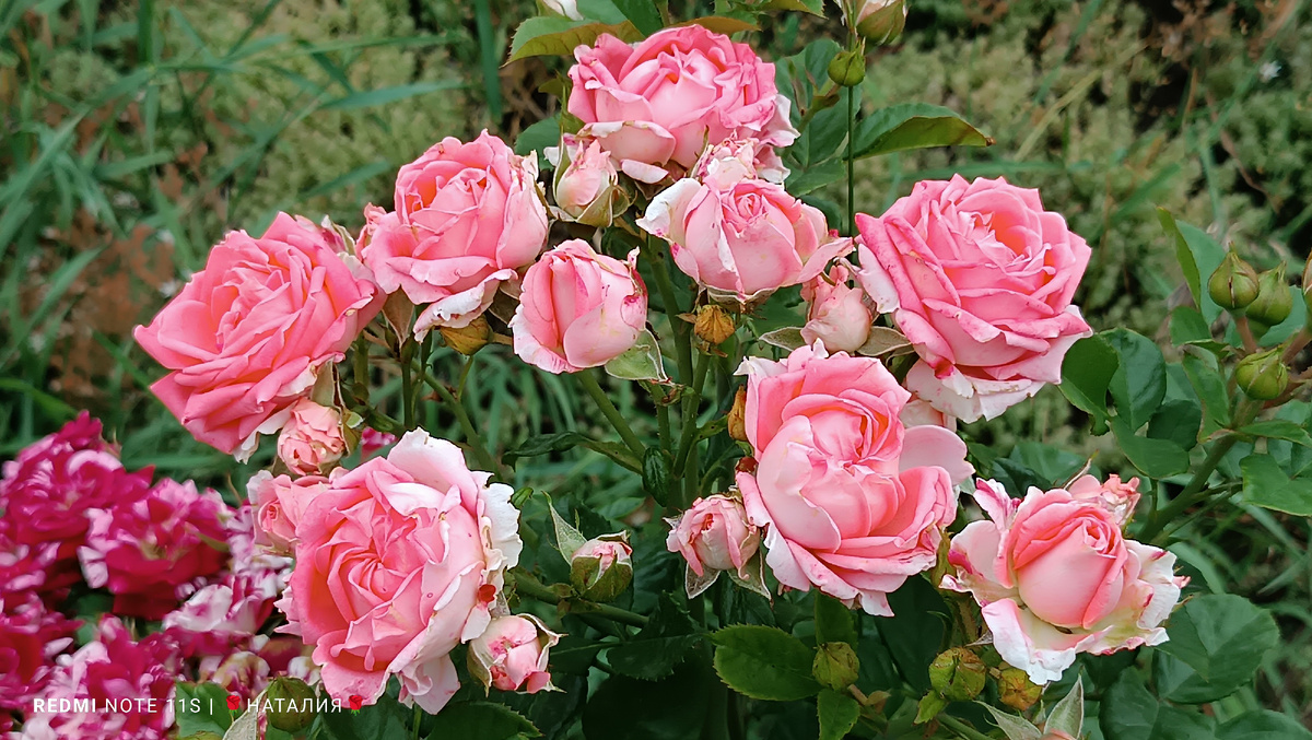 Барбадос (Barbados).