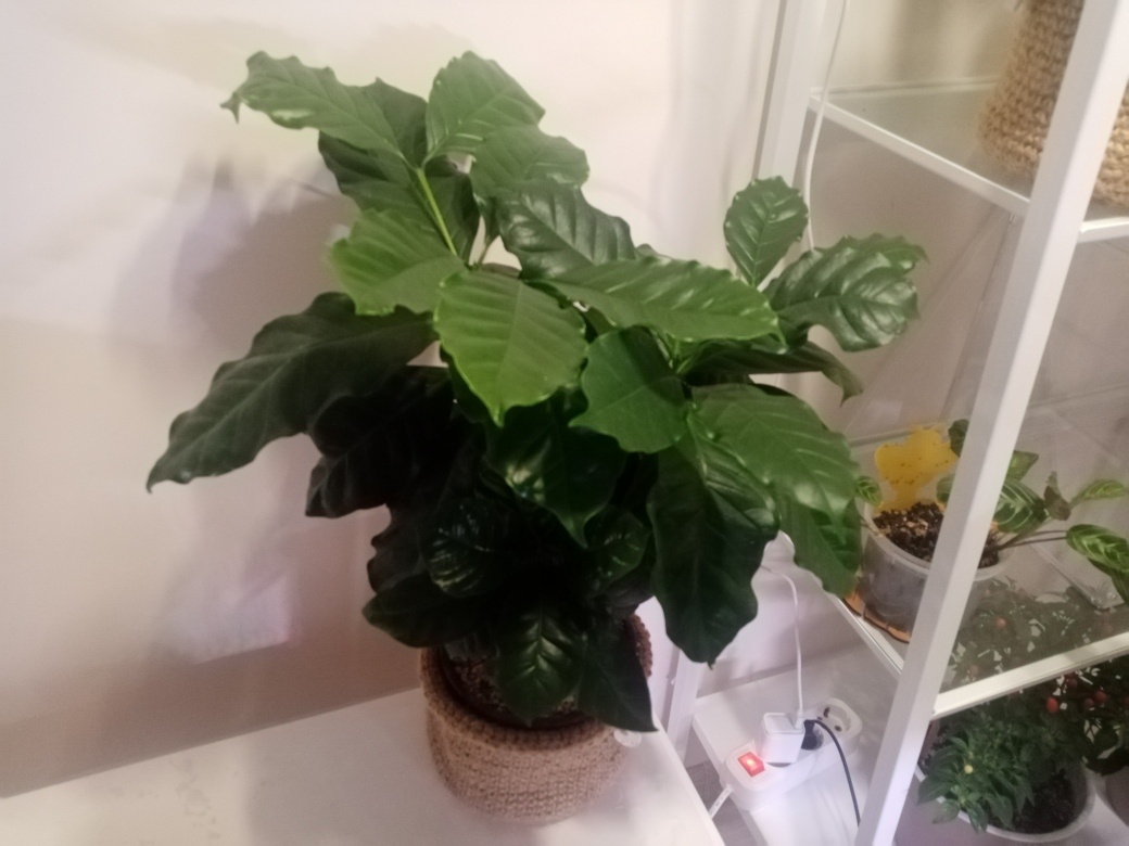 Кофе Арабика поедет на своп.