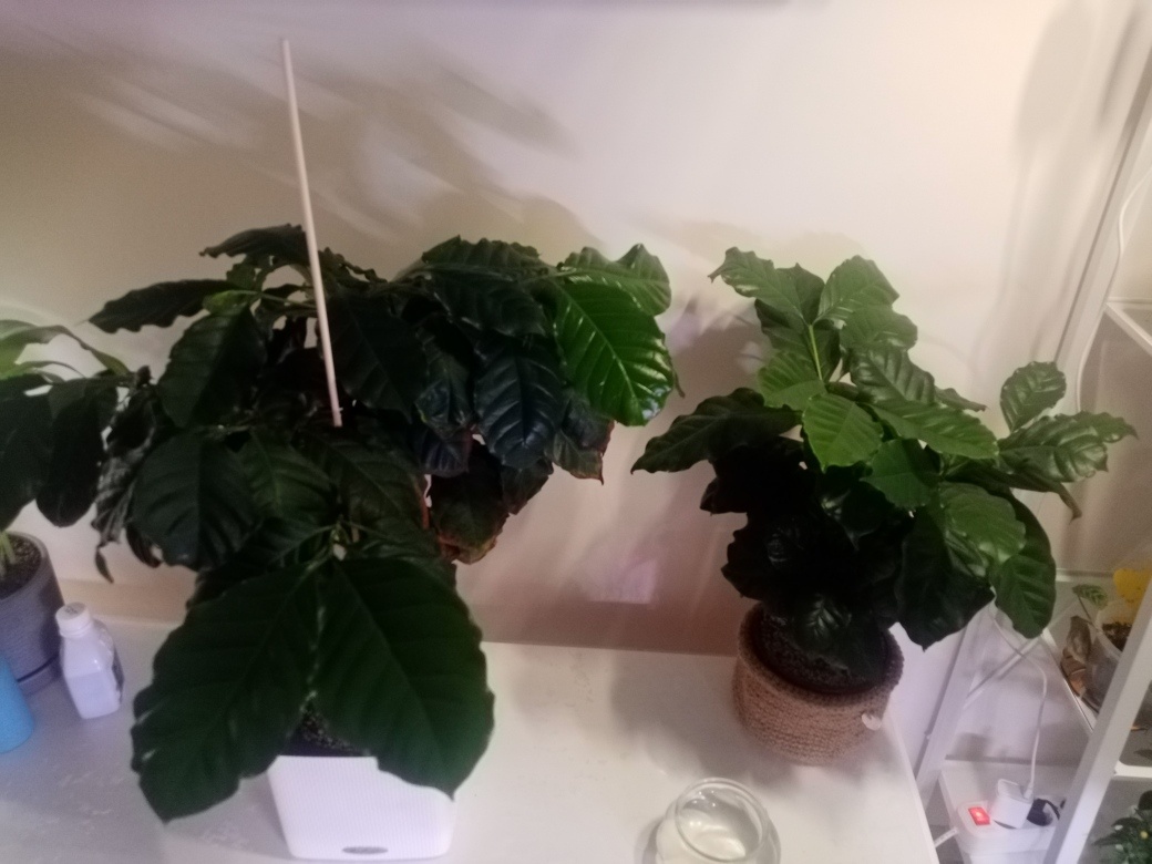 У меня же остаётся большое растение, которое я отсадила двумя годами ранее. Кофе - дерево, развивается лучше, когда растёт в одиночестве.