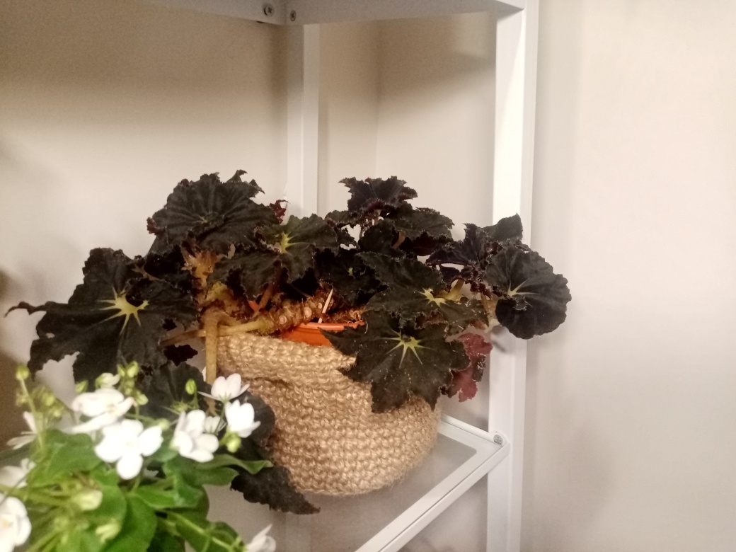 Маточник едет на своп.