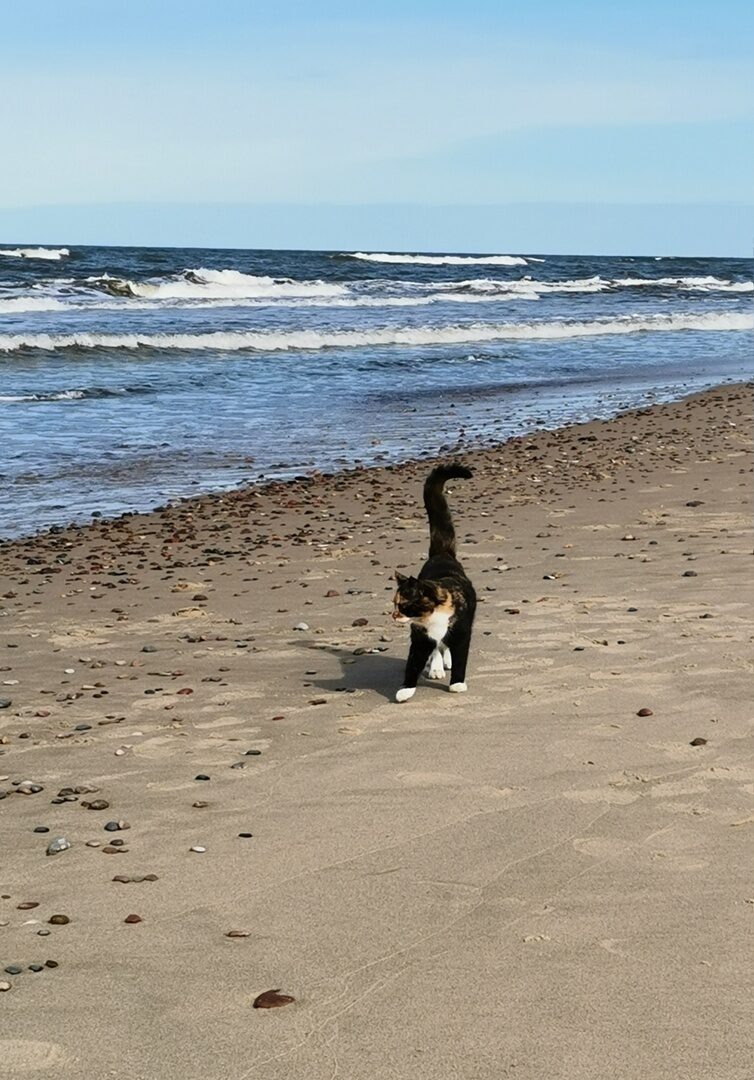 Морской Котик