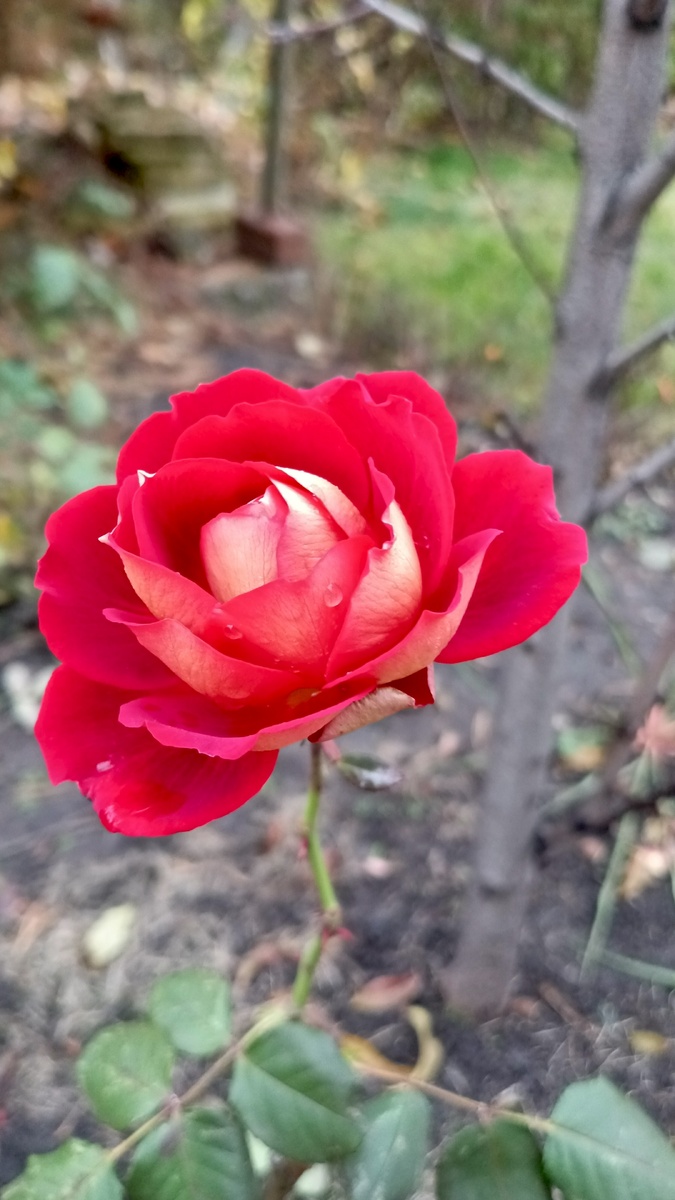 Надо не цвести, а к зиме готовиться. 