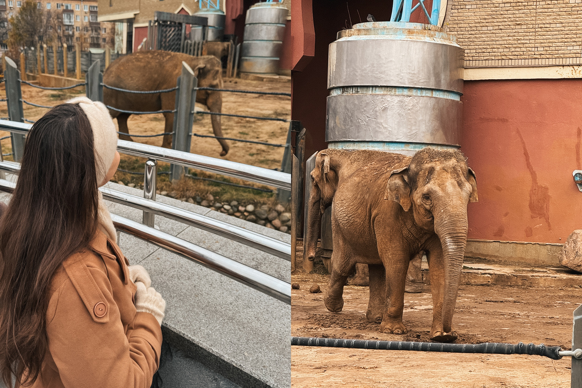 Московский зоопарк, ноябрь 2025