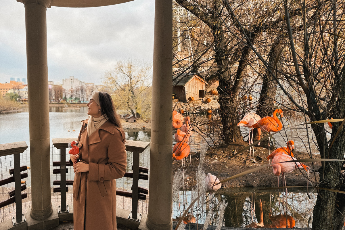 Фламинго в Московском зоопарке, ноябрь 2025