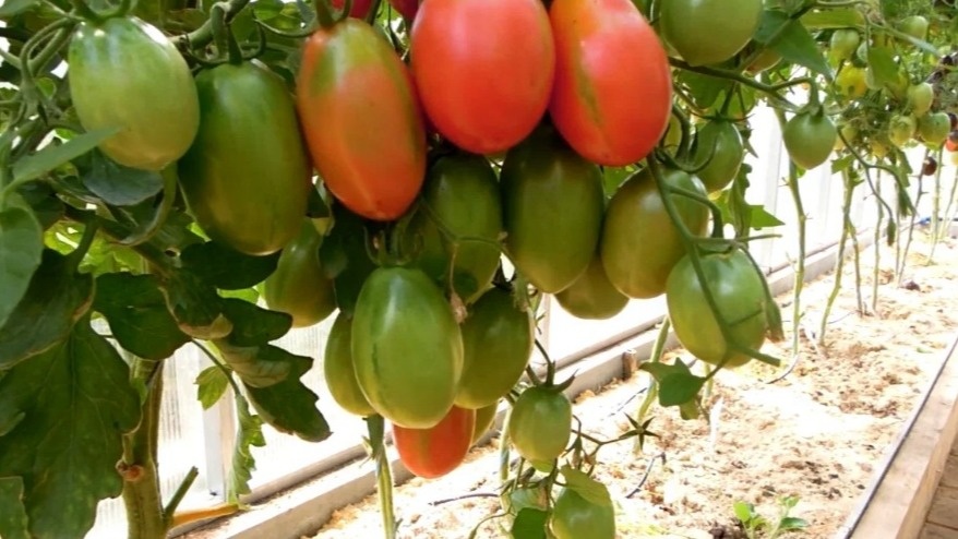 Урожайные томаты с огромными кистями