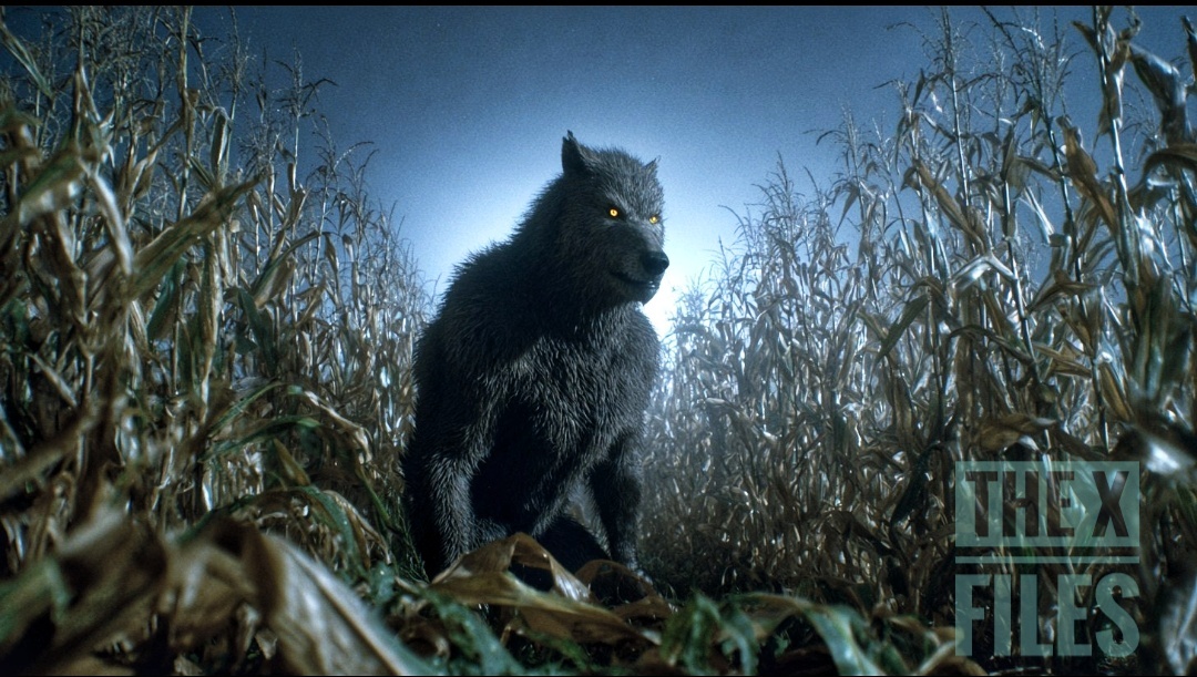 А что, если «оборотень» — это неизвестный вид примата, доживший до наших дней