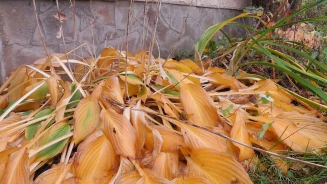 Во что превращались мои дорогие хосты к середине октября