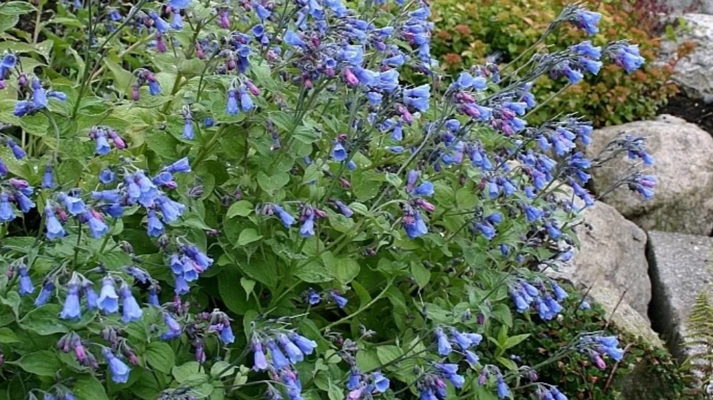 Уникальный цвет мертензии сохраняется до самых морозов