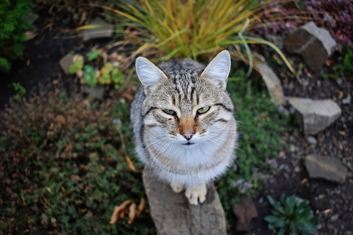 Саркастичный, исцарапанный жизнью автор смотрит в "светлое" будущее