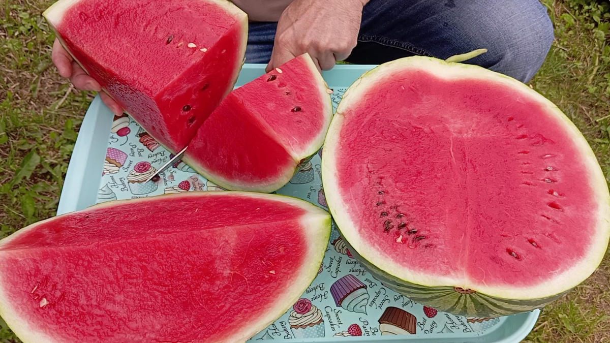 Это мой чемпион. Хорошь, не правда ли?