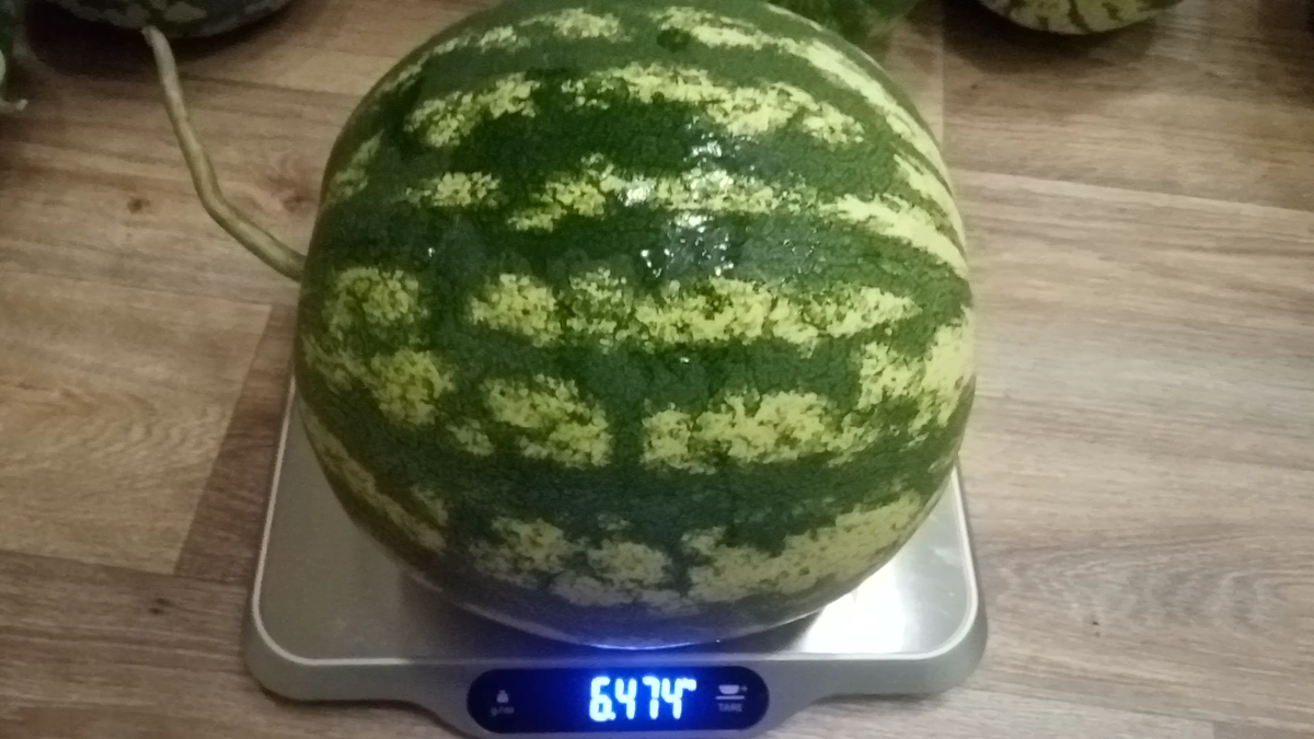 Арбуз сорта Экстра 77 F1.