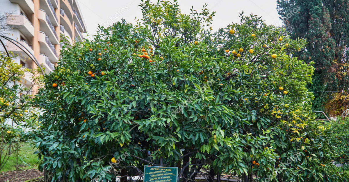 Дерево Дружбы