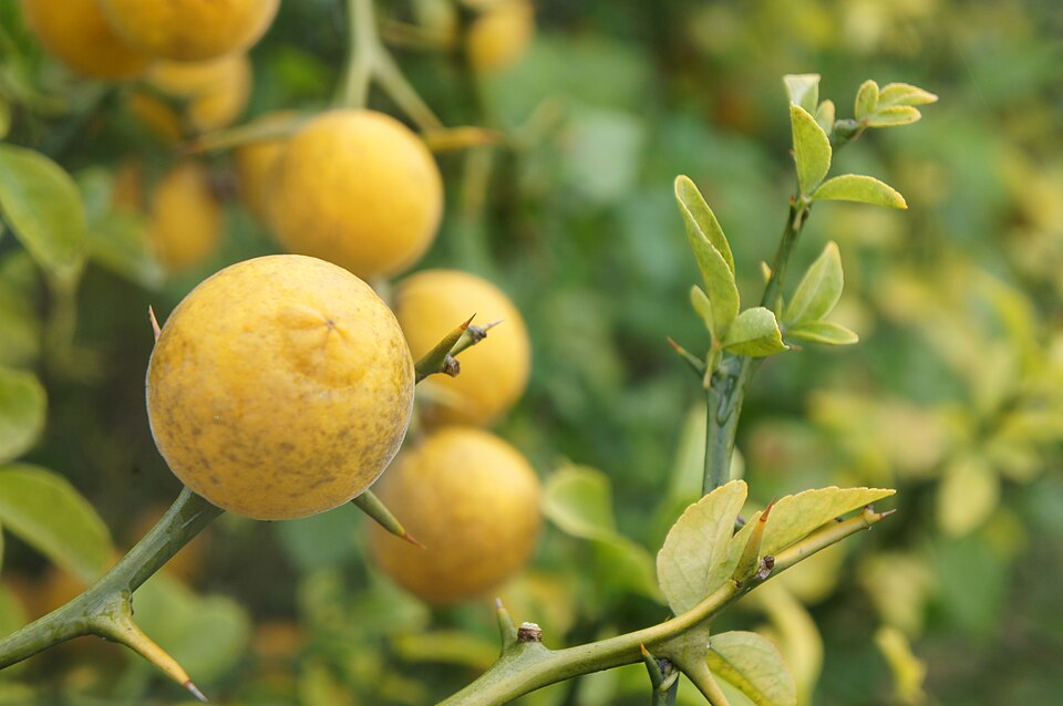  Понцирус - не вкусный, но устойчивый к морозам