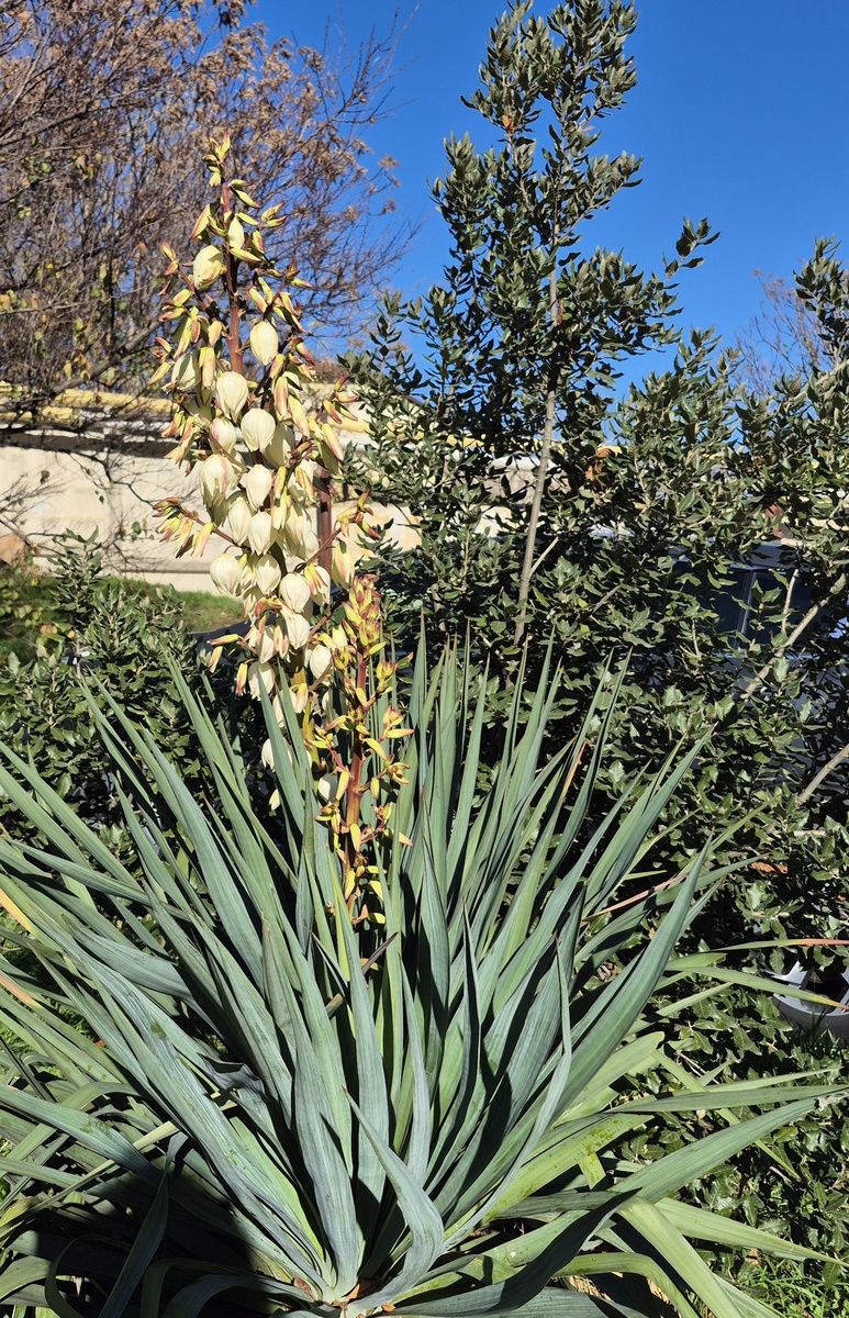 Юка выбросила стрелки с соцветиями