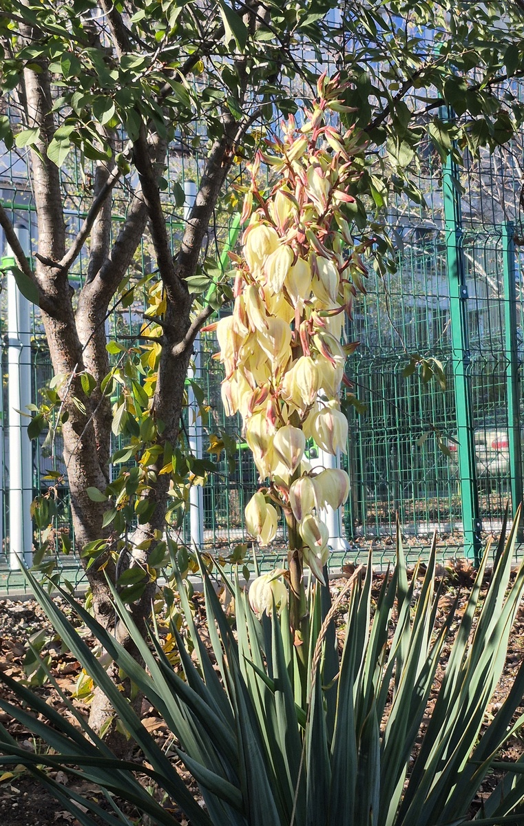 Зацвела вдруг юка