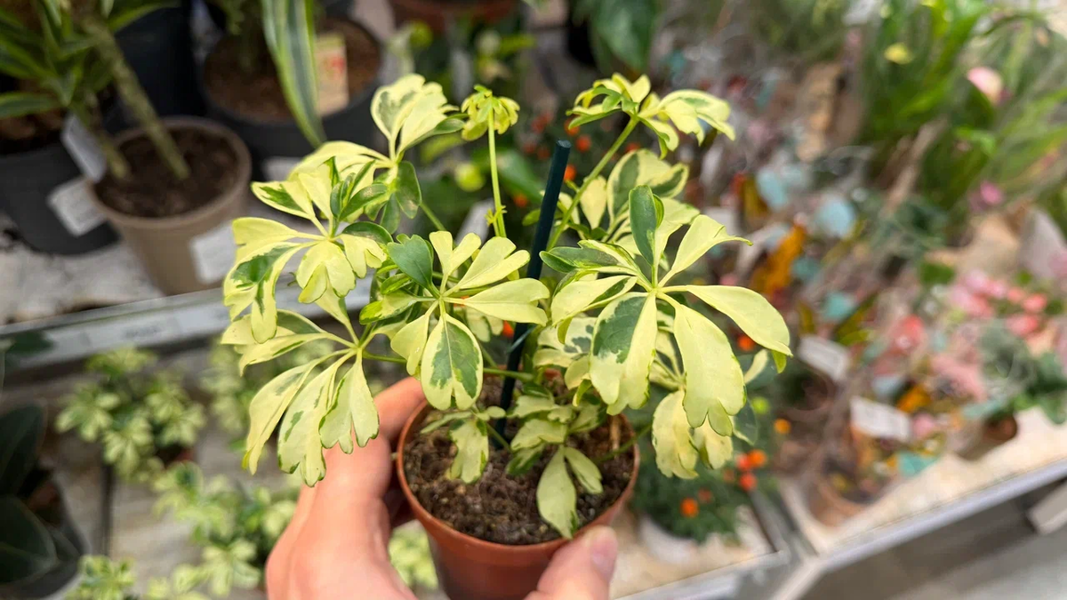 Ну вот раньше разве были такие красотки? Это, кстати, шеффлера жанин - миниатюрная копия популярной зеленой шеффлеры