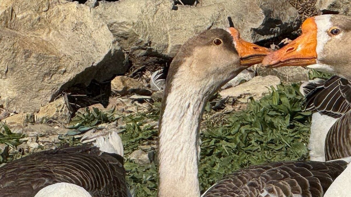    Фото: телеканал «Краснодар»