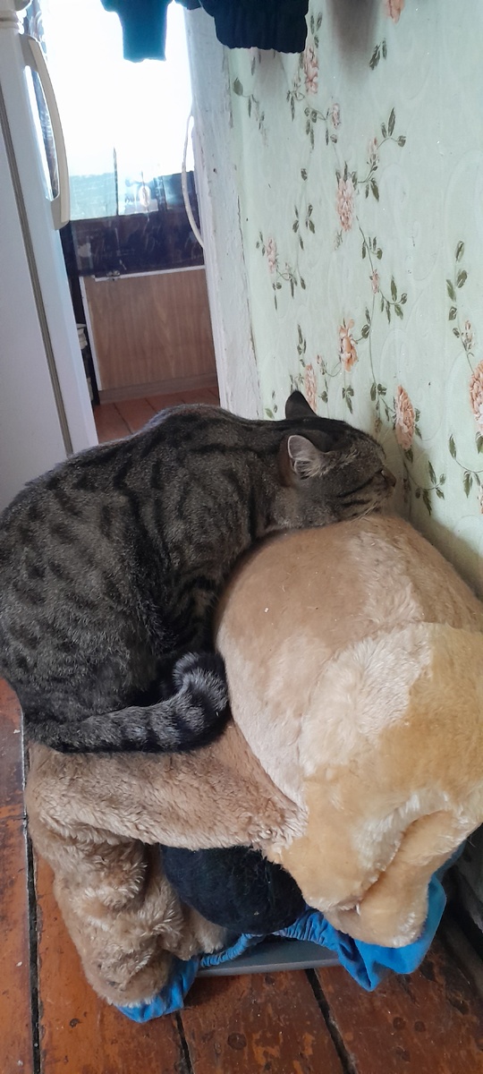 даже  мой  Степа задумался 😂