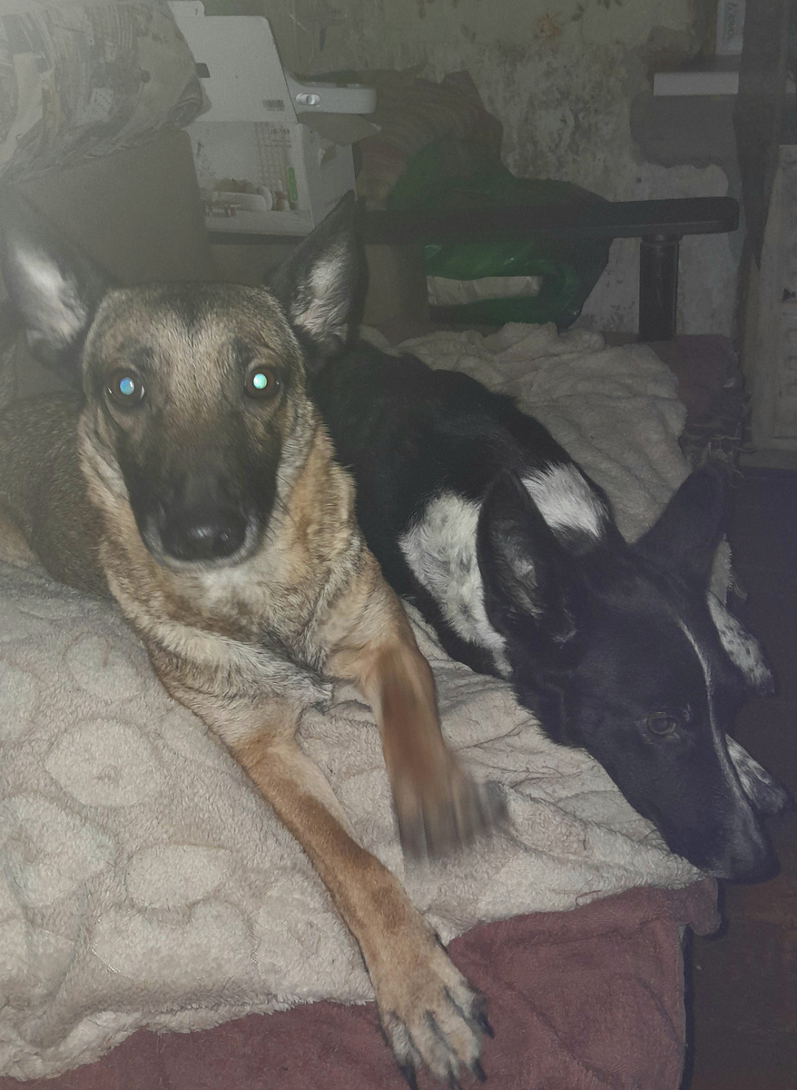 Кэри  и Кнопка передают привет 