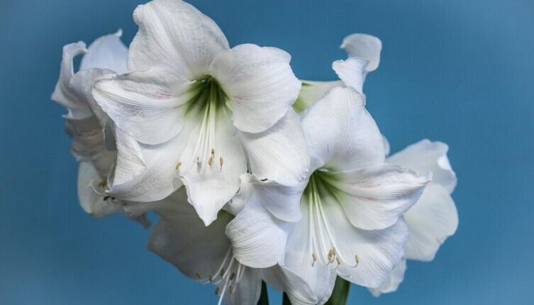    Какие комнатные растения с большими цветами выбрать в подарок Фото: Bernd Dittrich on Unsplash