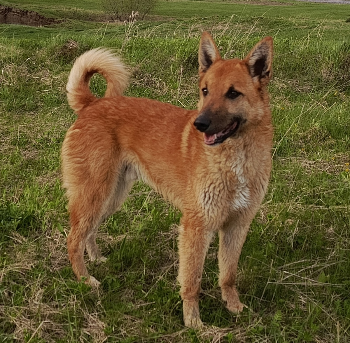 Это Бренди.