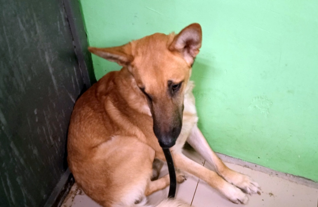Таким Бренди вернулся в приют через год домашней жизни.
