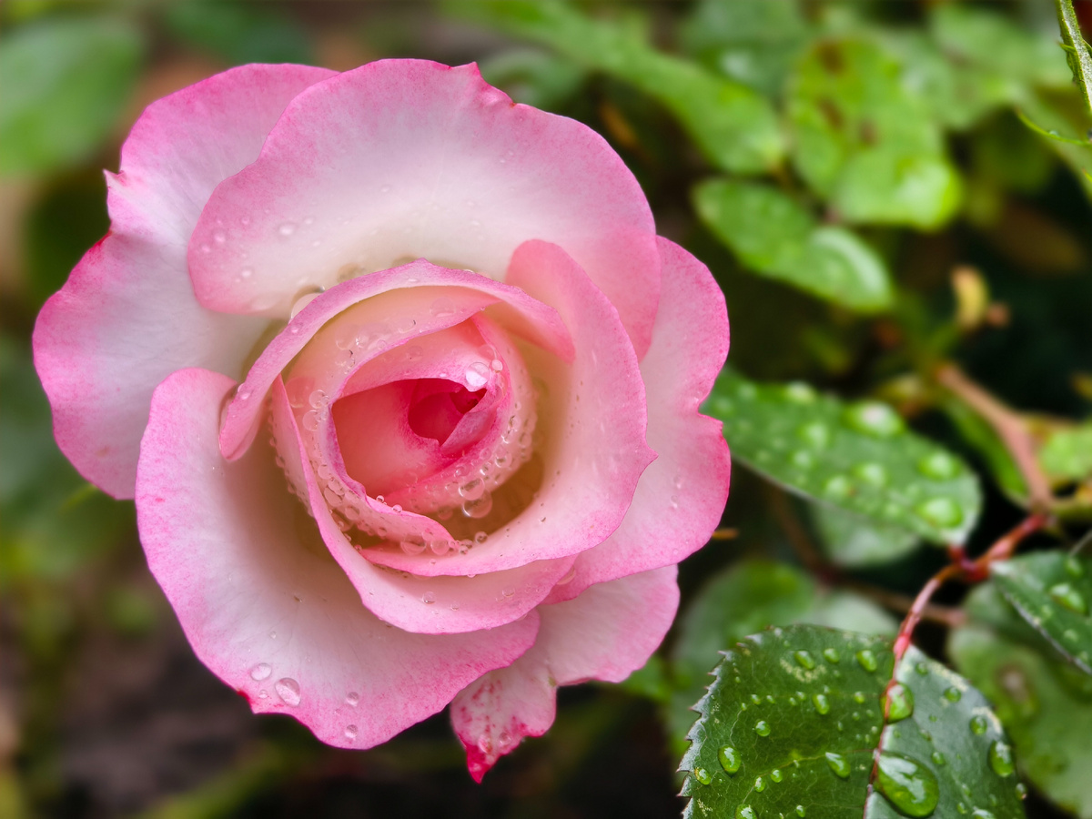 После дождика