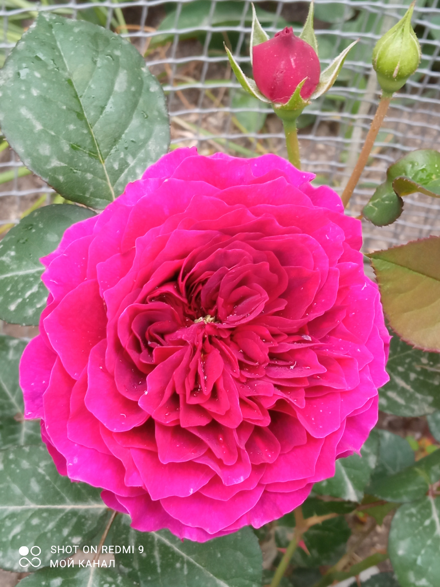 Роза Просперо. Фото автора.