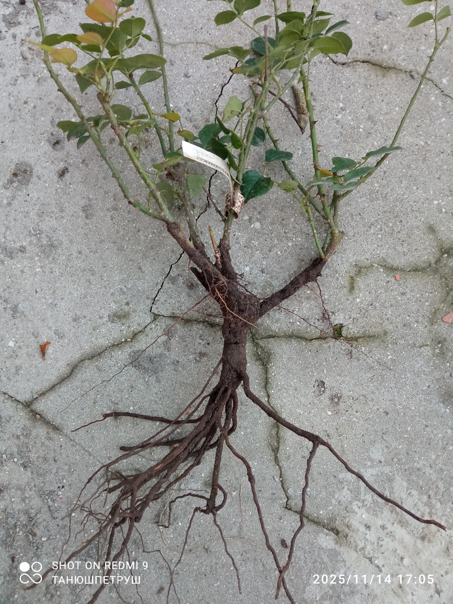 Роза Просперо после выкопки. Корневая система практически не увеличилась за три года. Фото автора.