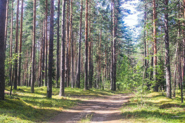 Взято с Яндекс картинки, в свободном доступе 