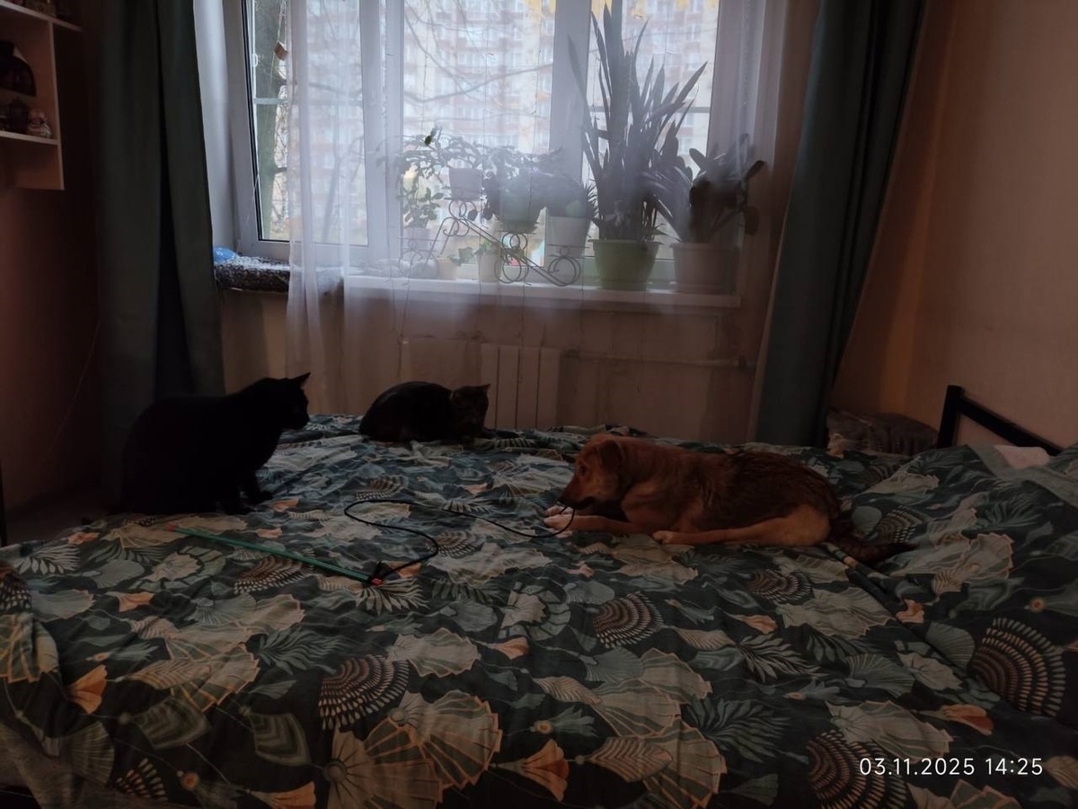 Из фотографии понятно что Молли ворует у кошек не только еду, но и их игрушки☺☺☺