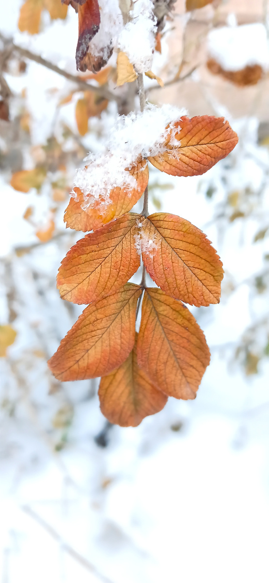 Листик в снегу ❄️