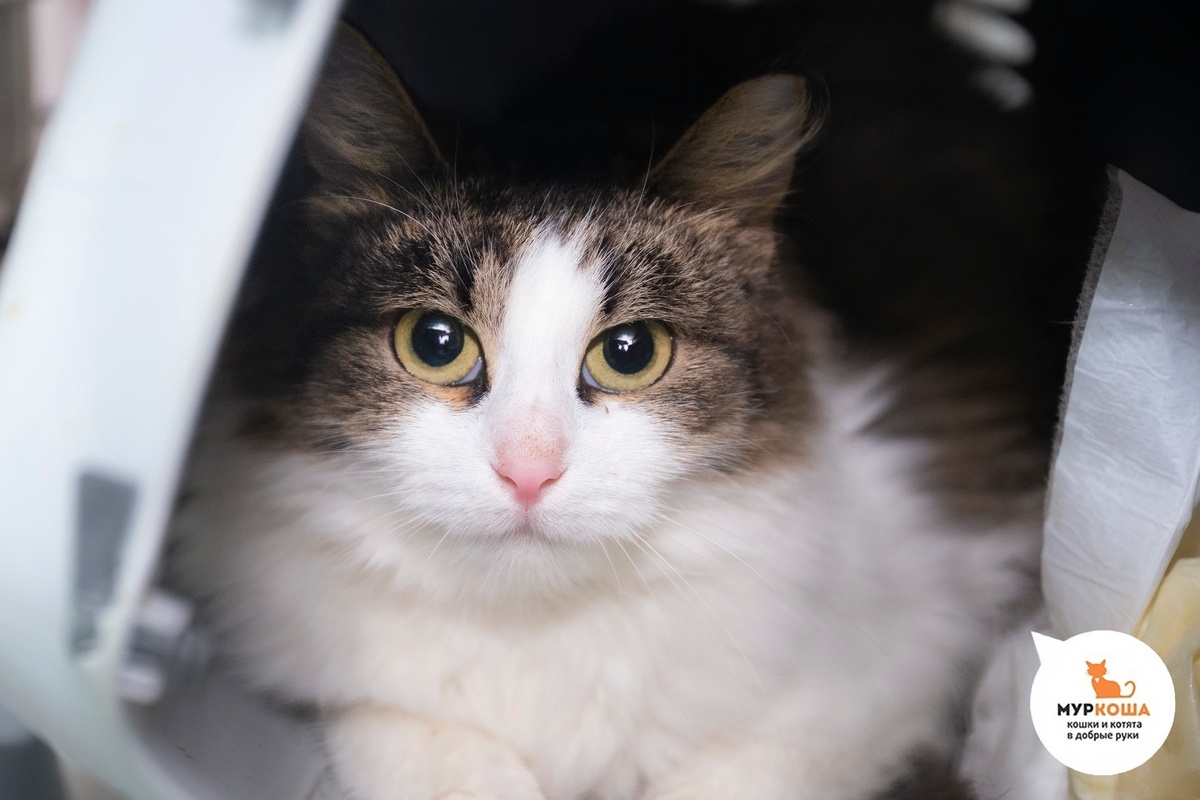 Рафэлла найдена в парке, приехала с передержки.