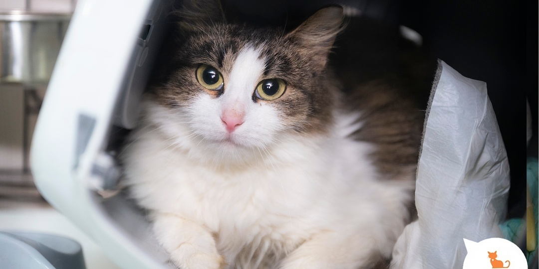 Самые сладкие сны только с засыпающей рядом кошечкой