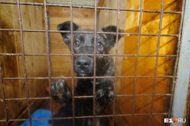 Фотография из открытых источников.