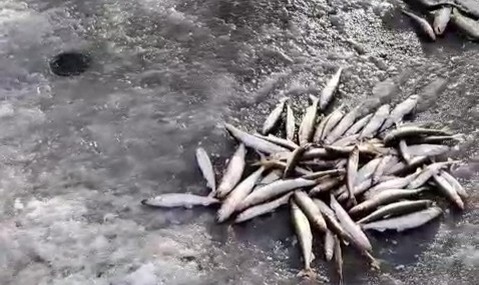    Рыбалка, корюшка, лед Наталья Краснова