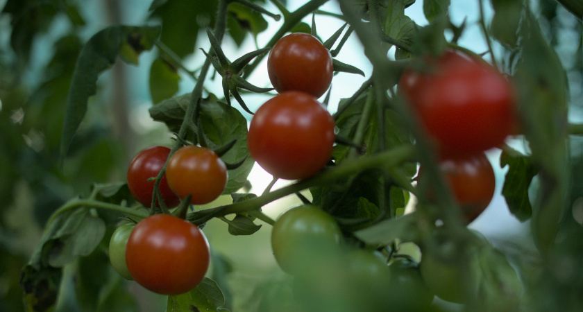    Мечта каждого дачника: 4 сорта томатов, не требуют особого ухода – с кв.м. собрали 5,5 кг