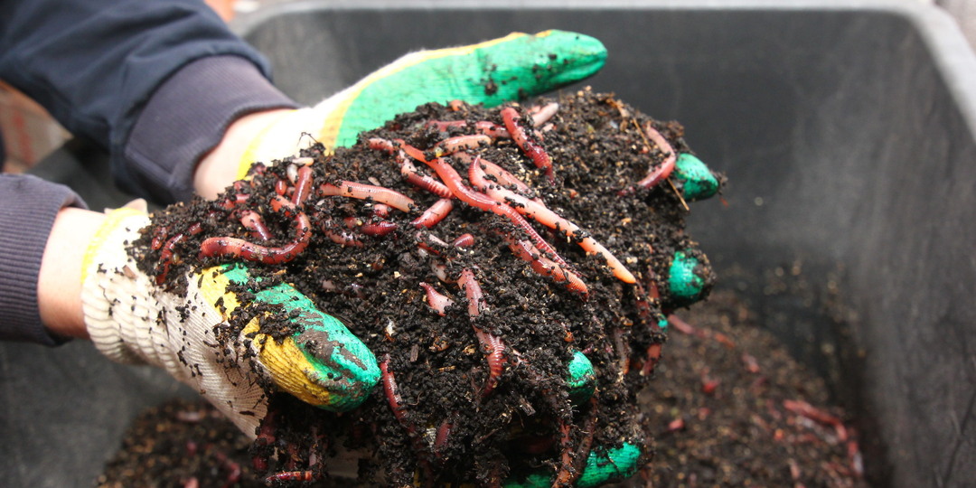 Как привлечь дождевых червей в сад: простые методы