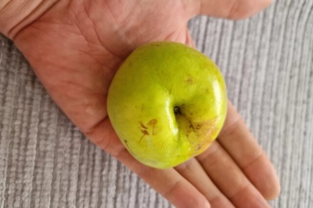    Если соблюдать все правила хранения, яблоки надолго сохранят свою свежесть. Фото: соцсети