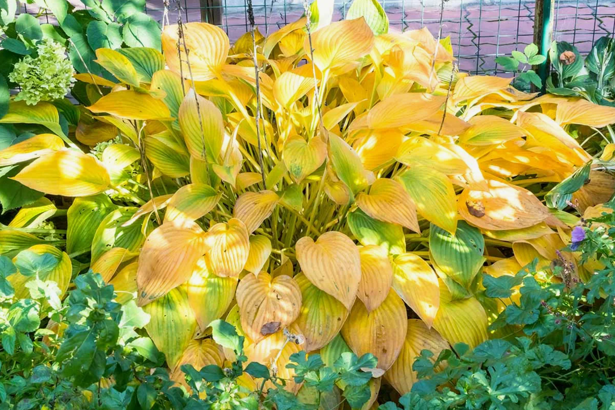 Источник фото: gardenerspath.com