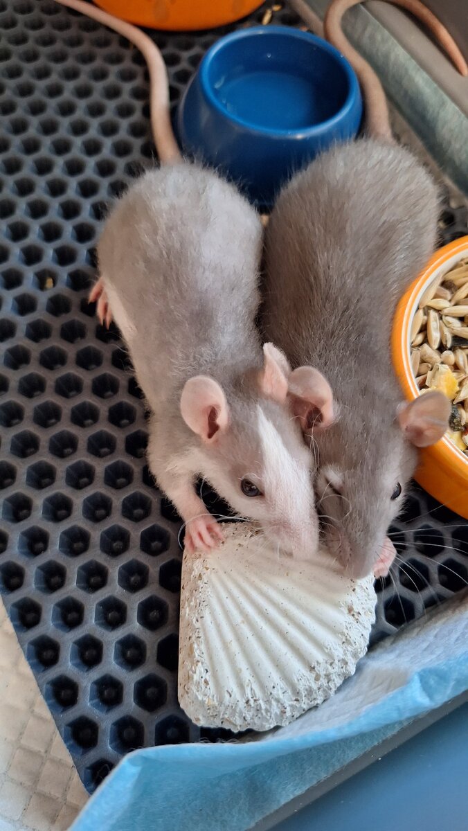 Это мальчики Шушик и Барни💙