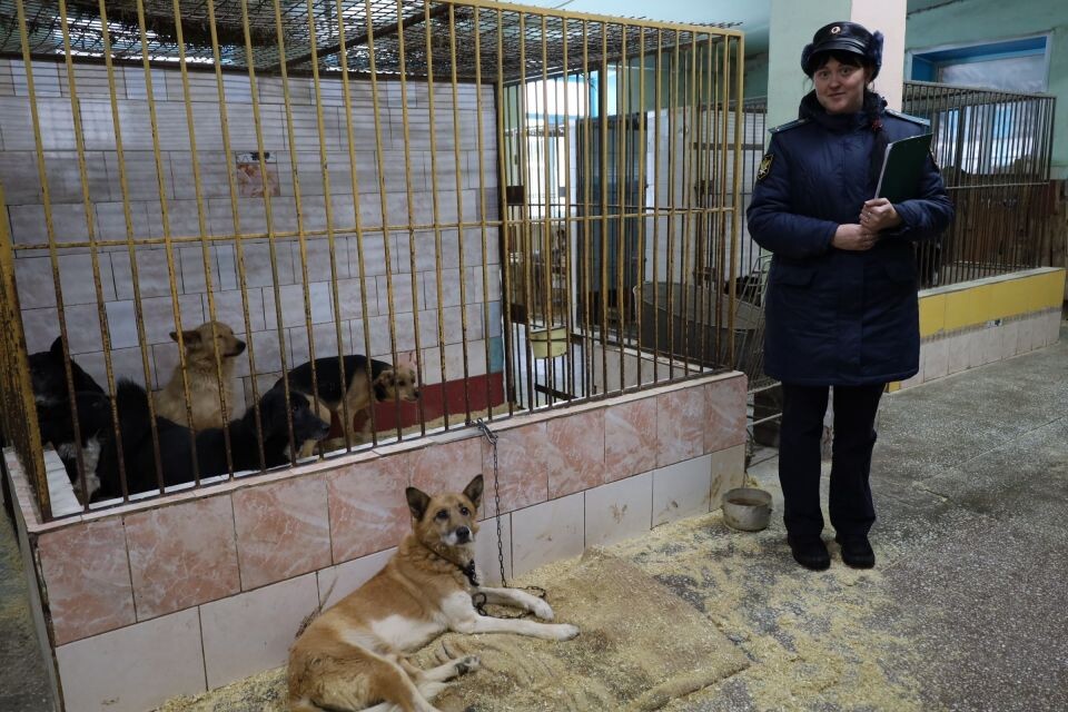    Изъятые собаки. Источник: t.me/ufssp22