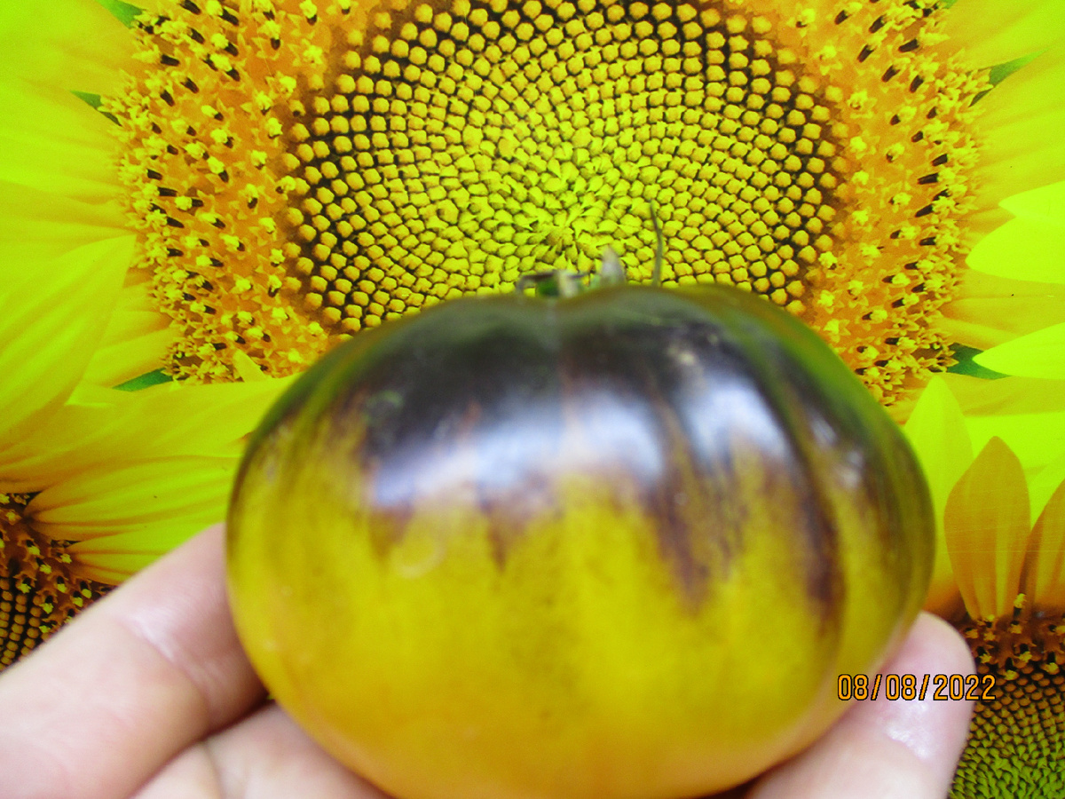 Томат Пурпурный восход. №457 в моем Каталоге. Оригинальное название Purple Sunrise.